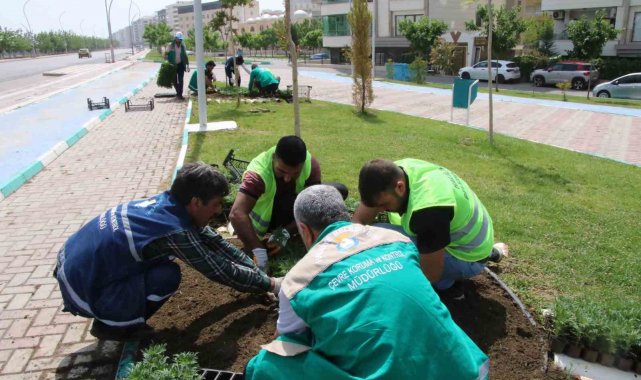 Haliliye'de çiçekler toprakla buluşuyor