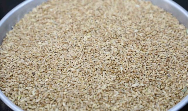 Hasat sezonunun ilk mahsul buğdayı GTB'de işlem gördü