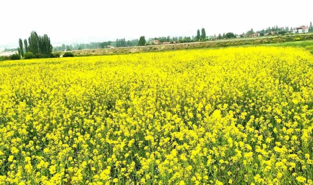 Hububat tarlasındaki yabani sarı hardal otu görsel şölen sunuyor