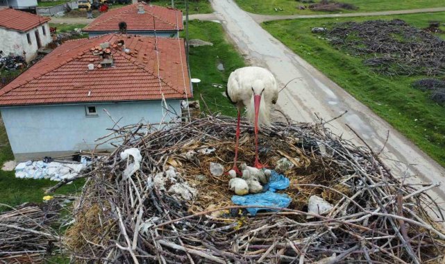 İnatçı leylek yanan yuvasını yavruları için bir daha yaptı