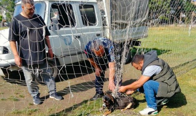 Kale filesine dolanan sokak köpeği kurtarıldı