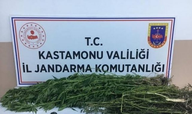 Kastamonu'da 28 kök kenevir ele geçirildi: 1 gözaltı