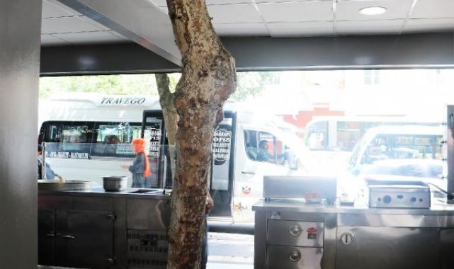 Kesmeye kıyamadığı 45 yıllık ağacı dükkanının içinde bıraktı