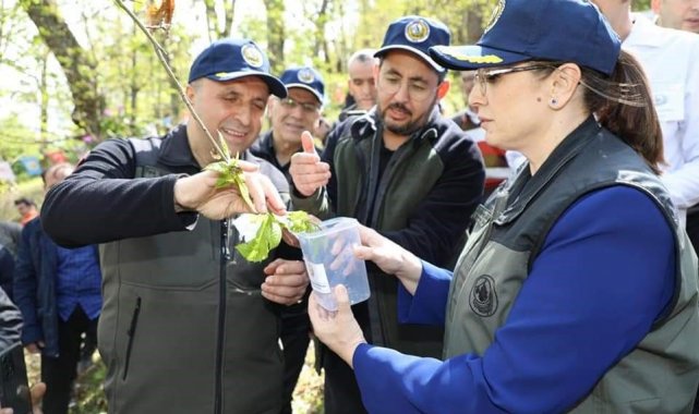 Kestane Ormanları, zararlı böceklerden korunuyor