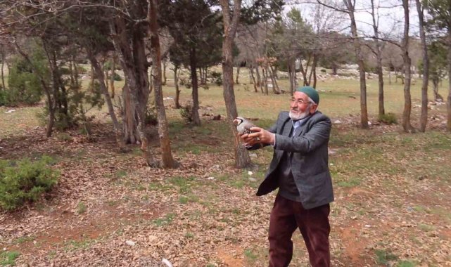 Konya'da kınalı keklikler doğaya salındı