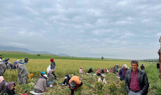 Konya'da sağanak yağış sarımsak tarlalarını vurdu
