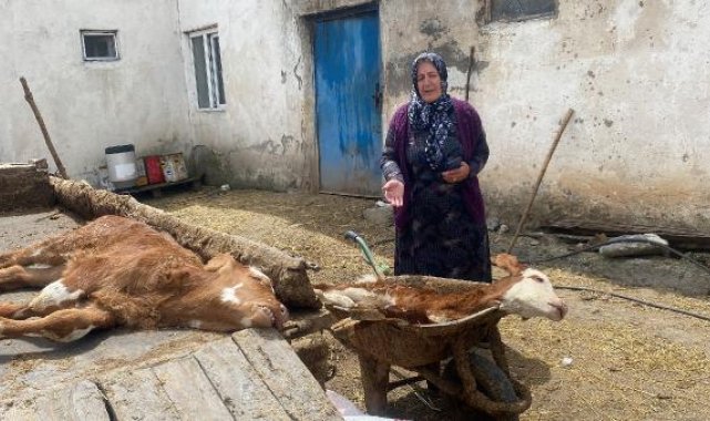 Köyde 10 günde 70 buzağı öldü, inceleme başlatıldı