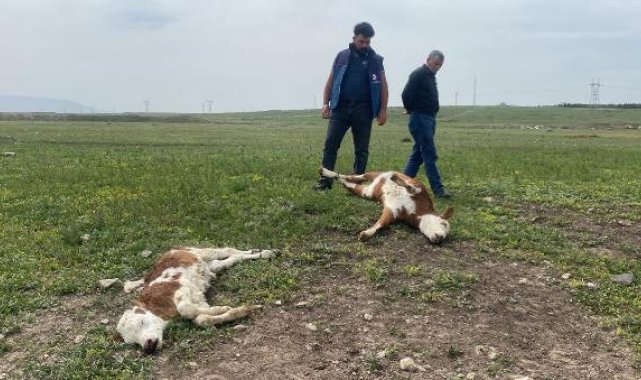 Köydeki buzağı ölümlerinin nedeni şap hastalığı çıktı