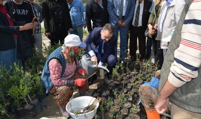 Kursiyerler uygulamalı olarak zeytin budadı