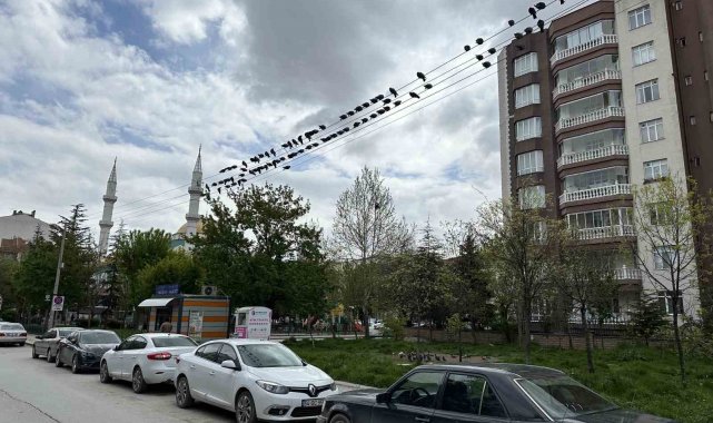 Kuşların ekmek büfesi yanında kırıntı nöbeti