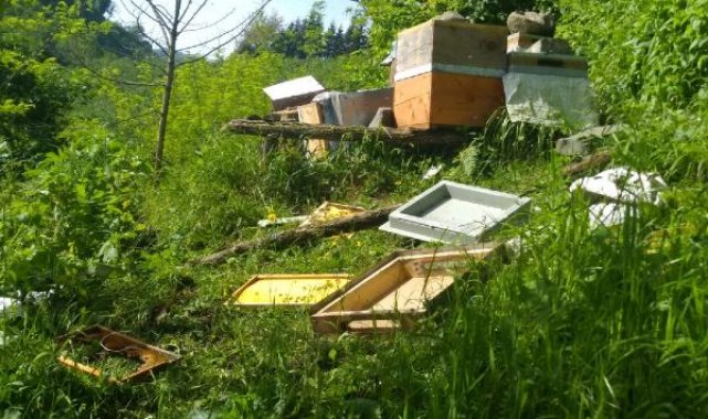 Mahalleye inen ayı kovanları parçaladı, balı yedi