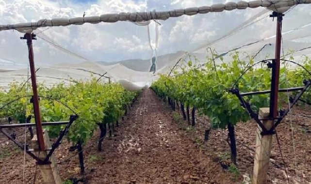 Manisa'da üzüm üreticilerinden doluya karşı 'tül' önlemi