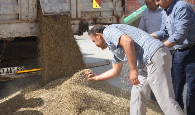 Mardin'de sezonun ilk arpa hasadı yapıldı, çiftçiye altın hediye edildi