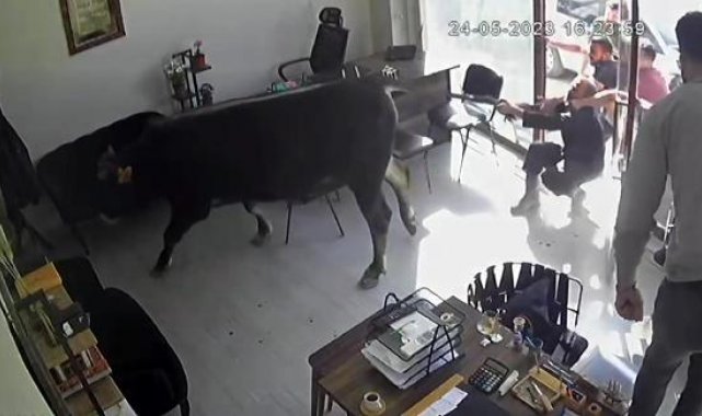 Mezbahadan kaçan boğanın emlakçıya girdiği anlar kamerada
