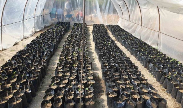 Nazilli Belediyesi fidan �retim tesisi ile milli tarım hamlesini g��lendiriyor