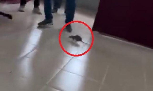 Oy kullanılan salonda fareyi görünce sıraların üzerine çıktılar
