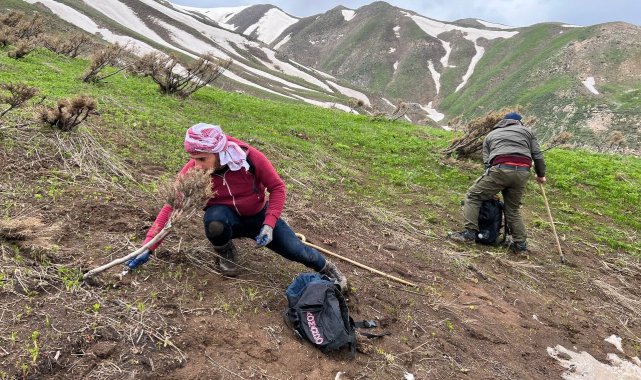 Pancar toplamak için dağlara tırmanıp kilometrelerce yürüyorlar
