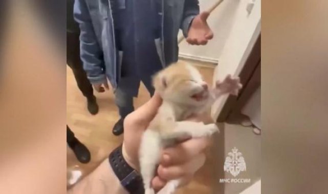 Rusya'da havalandırma boşluğuna düşen yavru kediler böyle kurtarıldı