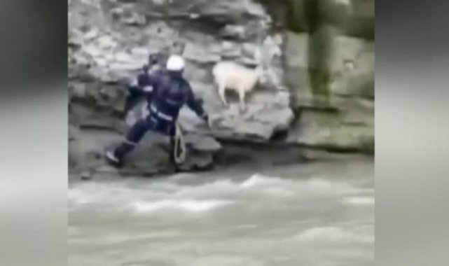 Rusya'da uçurumdan düşen keçi, böyle kurtarıldı