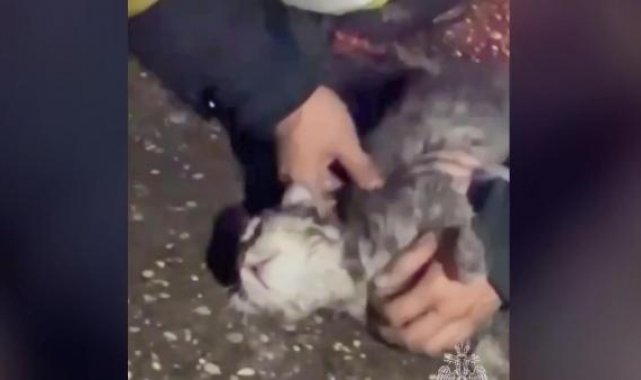 Rusya'da yangında bilinci kapalı olarak bulunan kedi hayata döndürüldü