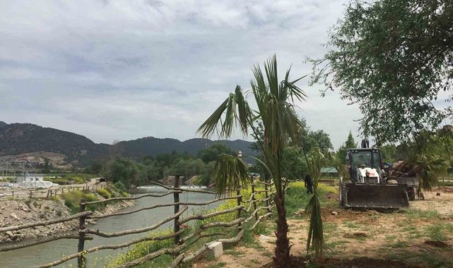Sakarya Nehri kıyısına palmiye ağaçları dikildi