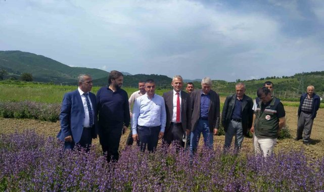 Samsun 'tıbbı aromatik bitki' üretiminde merkez oluyor