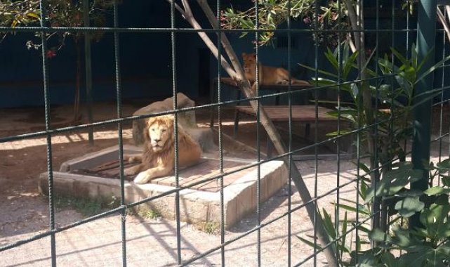 Selfie için kafese giren aileye saldıran aslan, çocuğun saçlı derisini kopardı