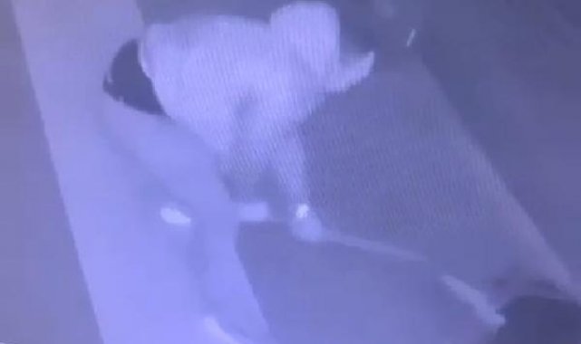 Sever gibi yaptığı köpeğe fırça sapıyla saldırdı, o anlar kamerada