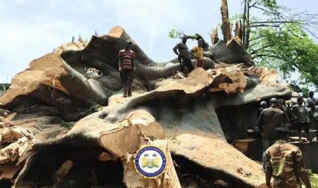 Sierra Leone'nin sembolü 200 yıllık ağaç fırtınada devrildi