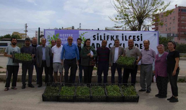 Silifke'de üreticilere 50 bin adet ada çayı fidesi desteği