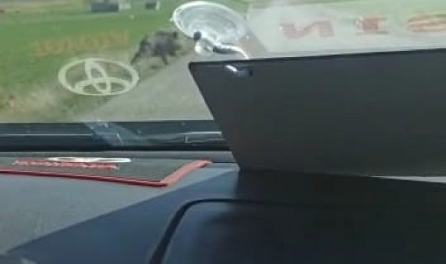 Sürücülerin korkulu rüyası yaban domuzları yola çıkmaya devam ediyor