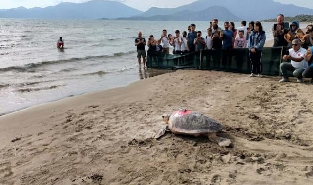 Takip cihazlı 'Türkiye 100' isimli caretta caretta denizle buluştu