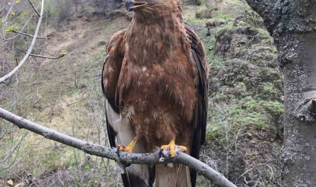 Tedavileri tamamlanan kızıl şahin ve alaca baykuş doğaya bırakıldı