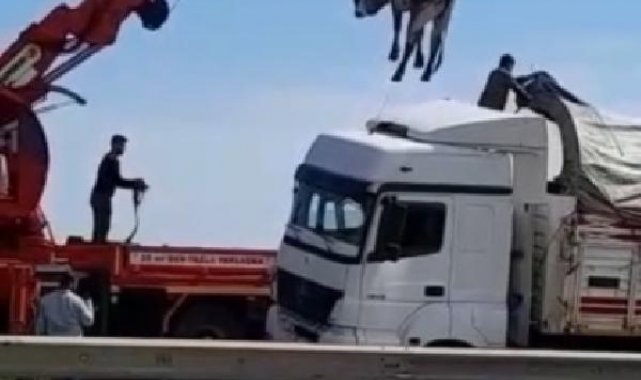 TIR'dan atlayan manda, vinçle dorseye konuldu