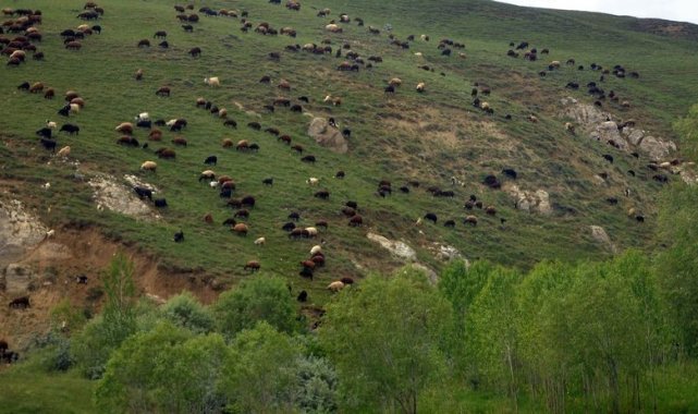 Türkiye'nin en büyük çayır ve mera alanları Erzurum'da