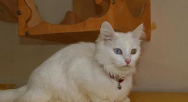 Van Kedi Villası'nın tescilli güzeli 'Mia', 4 yavru dünyaya getirdi