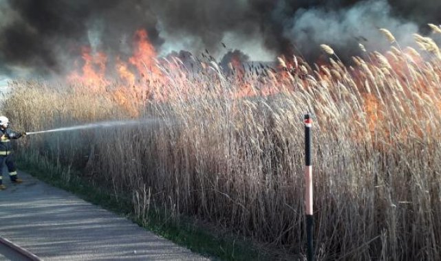 Van'da, birçok kuş türüne ev sahipliği yapan sazlıkta yangın çıktı