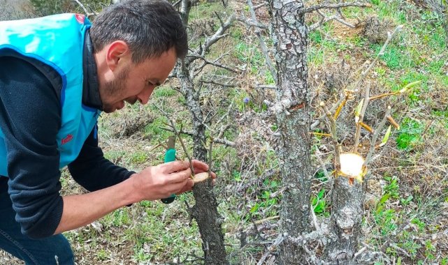 Yabani ağaçları meyve vermesi için gönüllü olarak aşılıyor