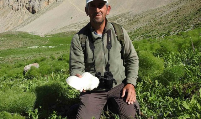 Yağmurların ardından vatandaşlar mantar topluyor