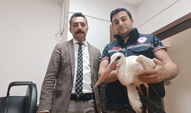 Yaralı halde bulunan leylek tedavi altına alındı