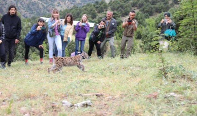 Yavru vaşak tedavi edilip, doğaya bırakıldı