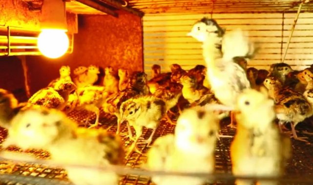 Yılın ilk sülünleri kabuğunu kırdı
