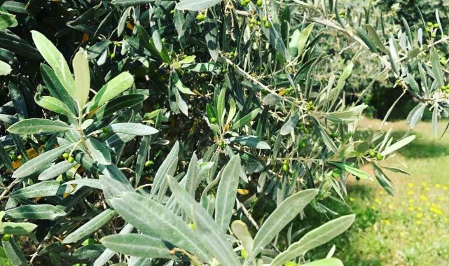 Zeytin güvesine karşı mücadele uyarısı
