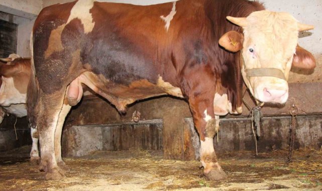 1 tonluk "Paşa" 125 bin liradan satışa çıktı