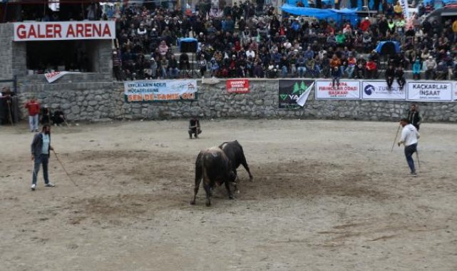 11 yaşındaki Doruk, 630 kiloluk boğası ile güreşe katıldı