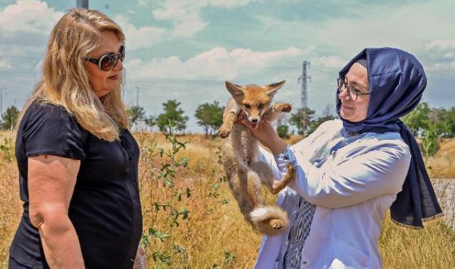 7 ilde bitkin veya yaralı bulunan nesli tehlikedeki hayvanlar, Diyarbakır'da tedavi ediliyor