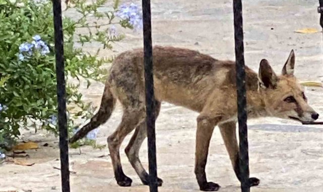 Aç kalan tilki evlere kadar indi