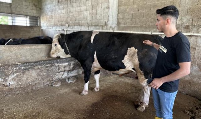 Adana'da 1,1 tonluk Paşa, 200 bin liraya alıcı bekliyor