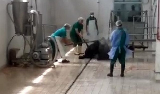 Adana'da Et ve Süt Kurumu'nun kombinasında hayvana yapılan eziyet kamerada