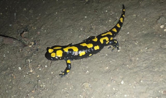Adıyaman'da sarı benekli semender görüldü